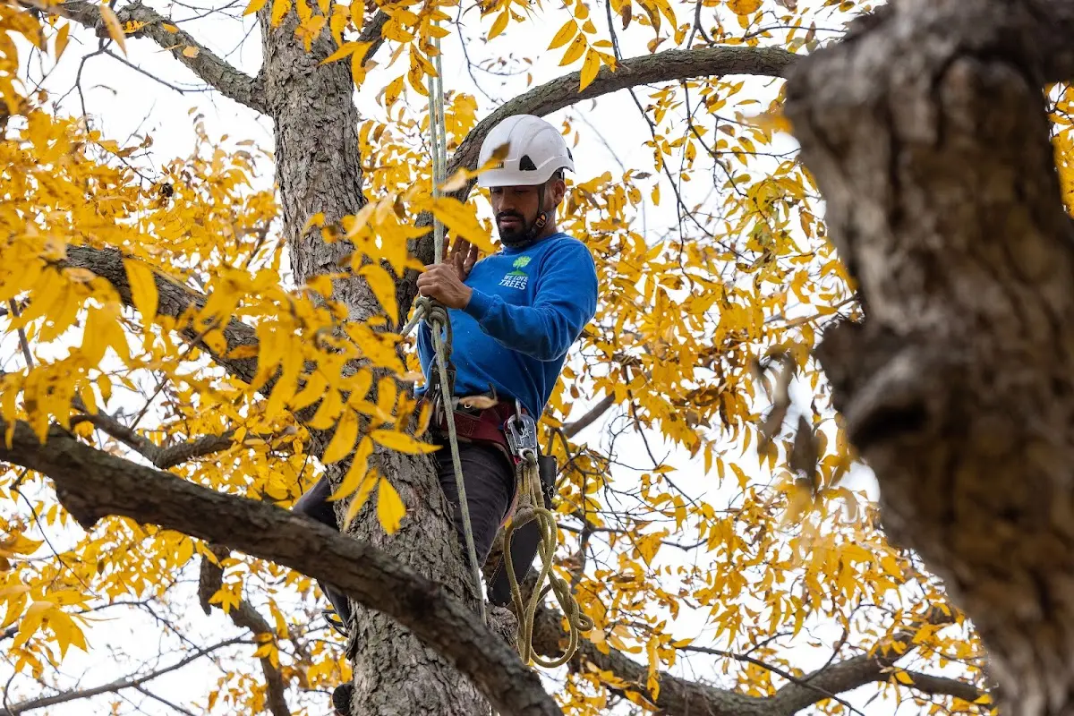 Skilled Storm Damage Cleanup crew working in Central